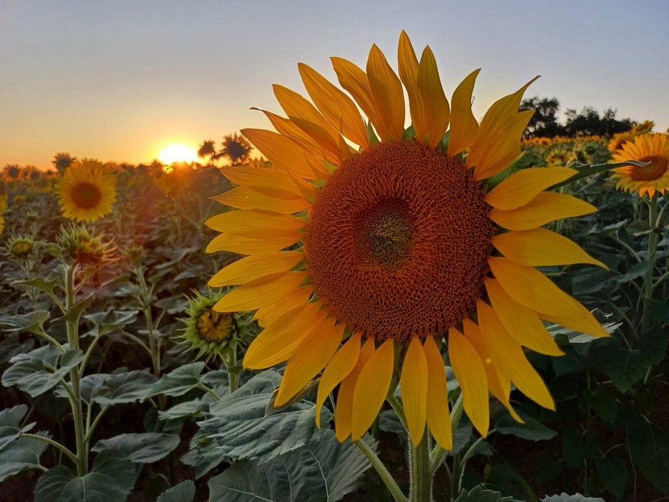 Champ de tournesols au coucher du soleil dans le Gers, autour du Domaine Devèze